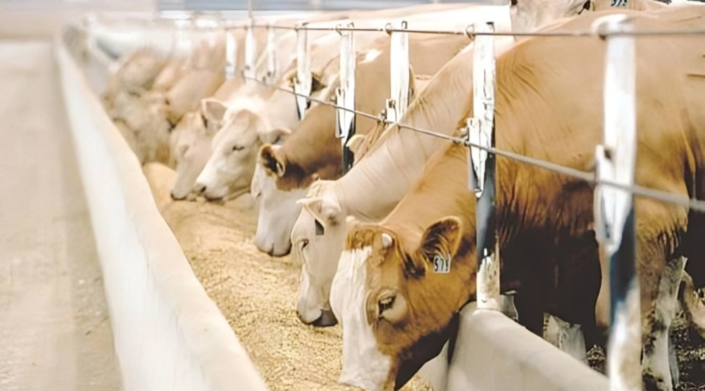 Saudi Arabia Exports Milk, Dairy Products Worth $1Bn in 9 Months