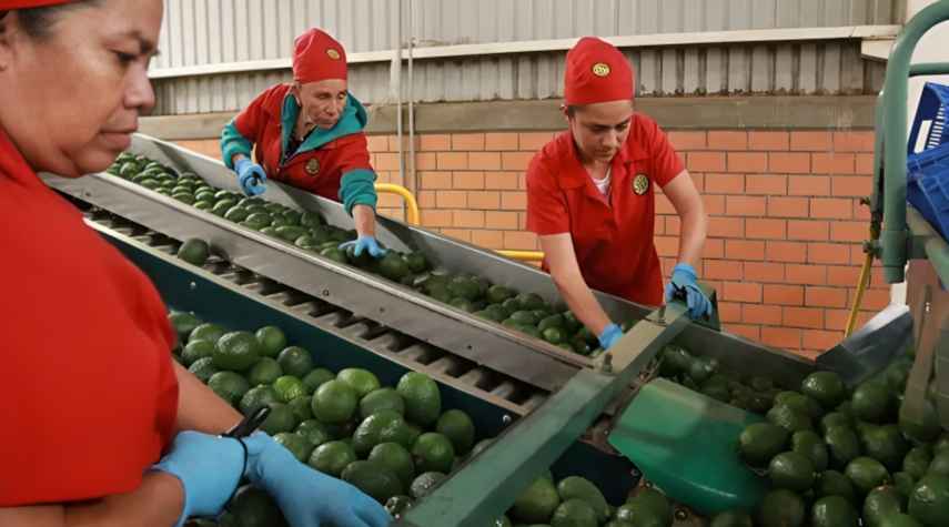 Mexico Avocado Exports Restart as US Inspectors Return